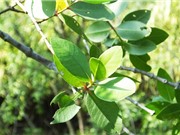 Tiềm năng hỗ trợ điều trị viêm loét dạ dày của cây bần không cánh